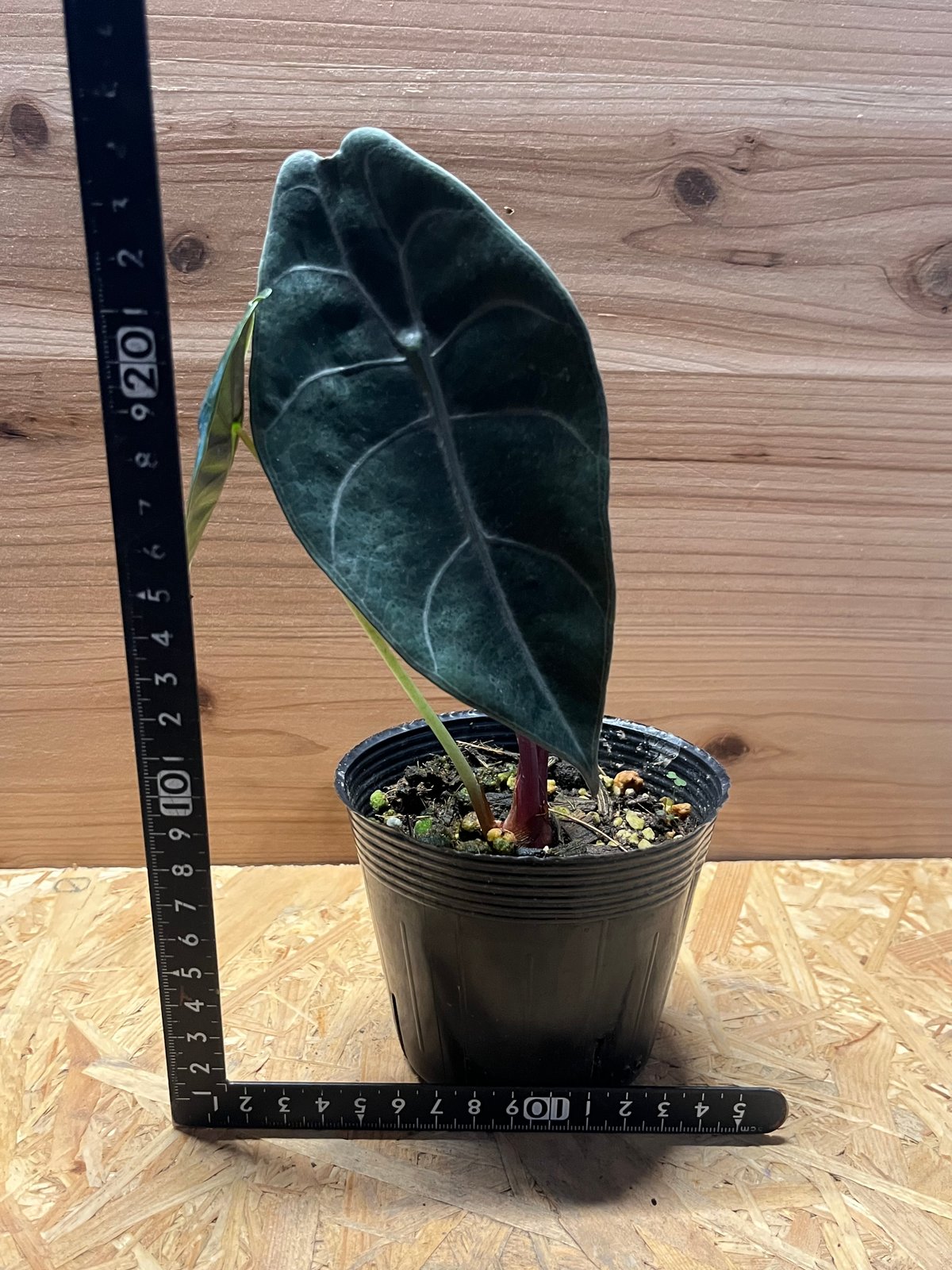 フィロデンドロン ビレッティア＋アロカシア スーヒルマニアナ＋ロンギロバ フィロデンドロン ビレッティア＋アロカシア スーヒルマニアナ＋