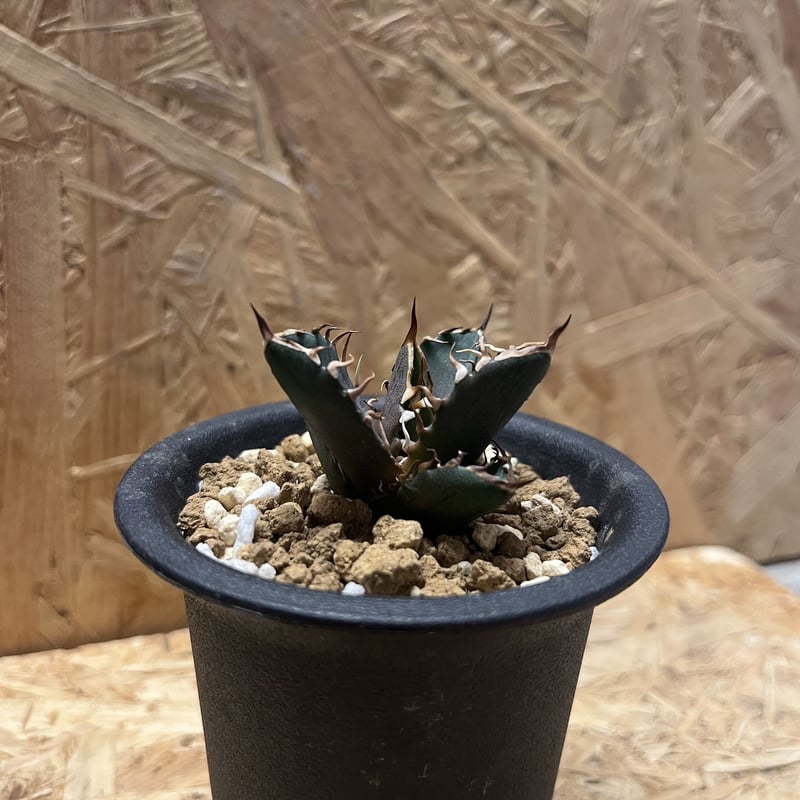 アガベ　チタノタ　クラウン　皇冠　活着済み　子株付き　鉢植えのまま発送 アガベ チタノタ クラウン 皇冠 活着済み 子株付き 鉢植えのまま発送