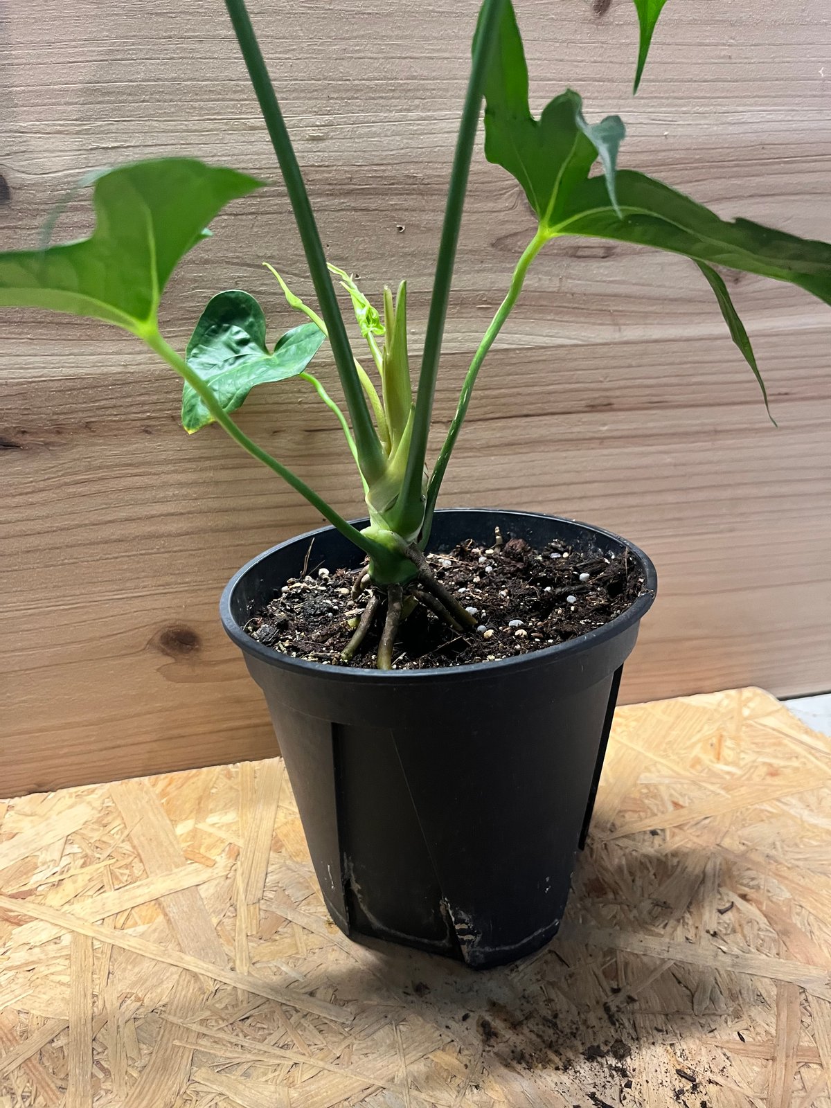 な*す様 在庫1株のみ【超希少】アンスリウム・ペダトラディアツム☆# アンスリウム ペダトラディアツム | GREEN LUCK