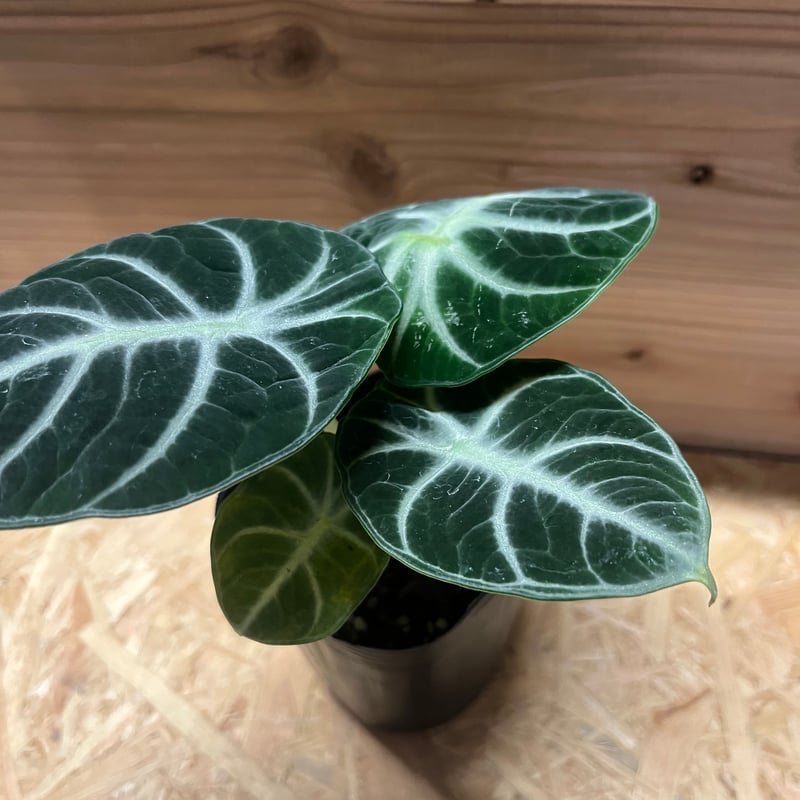 アロカシア ニンジャ | GREEN LUCK