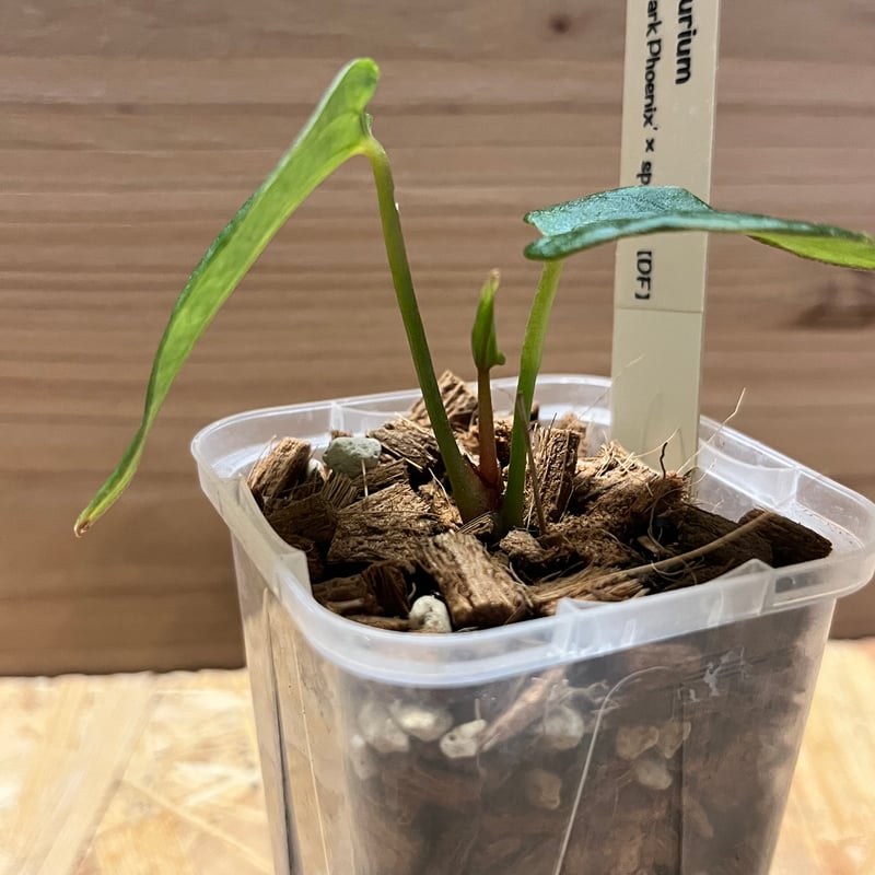 アンスリウム レッドダークフェニックス×sp.nov DF | GREEN LUCK