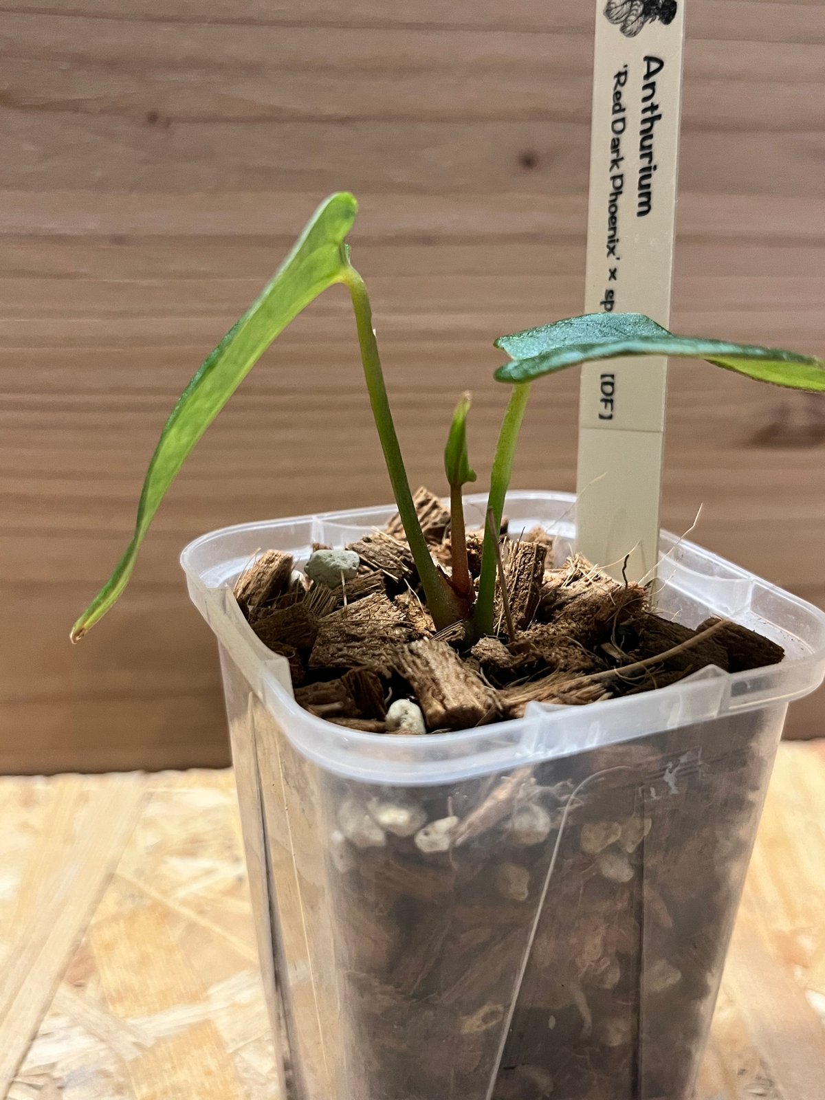 その他観葉植物 Anthurium papillilaminum x sp nov DF Anthurium papillilaminum x sp nov DF