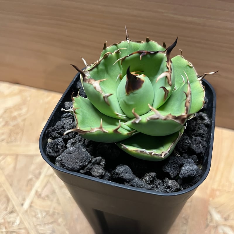 アガベ チタノタ アングリーハート | GREEN LUCK