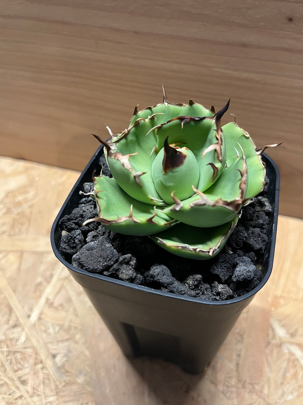 アガベ チタノタ アングリーハート | GREEN LUCK