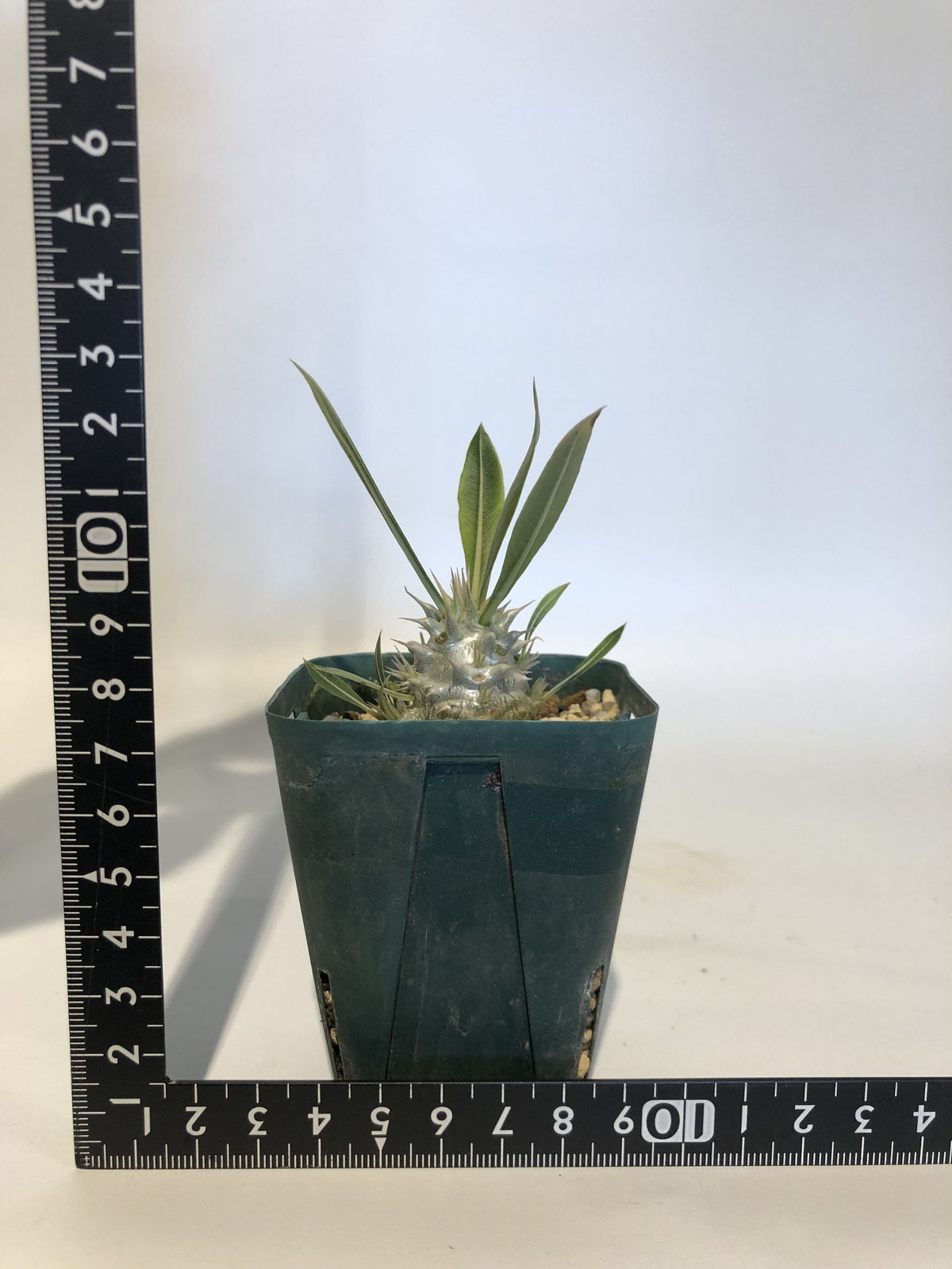 パキポディウム・ホロンベンセ 2.5号 - 植物と暮らす m-plant