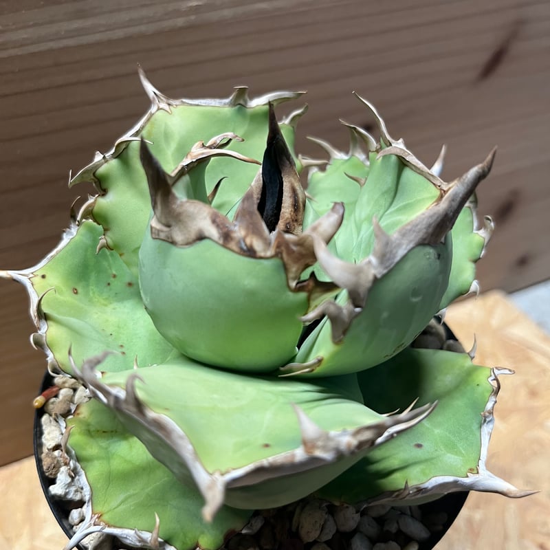アガベ チタノタ 阿修羅 | GREEN LUCK