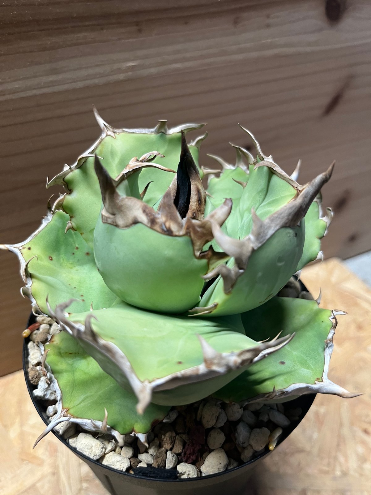 アガベ チタノタ 阿修羅 | GREEN LUCK