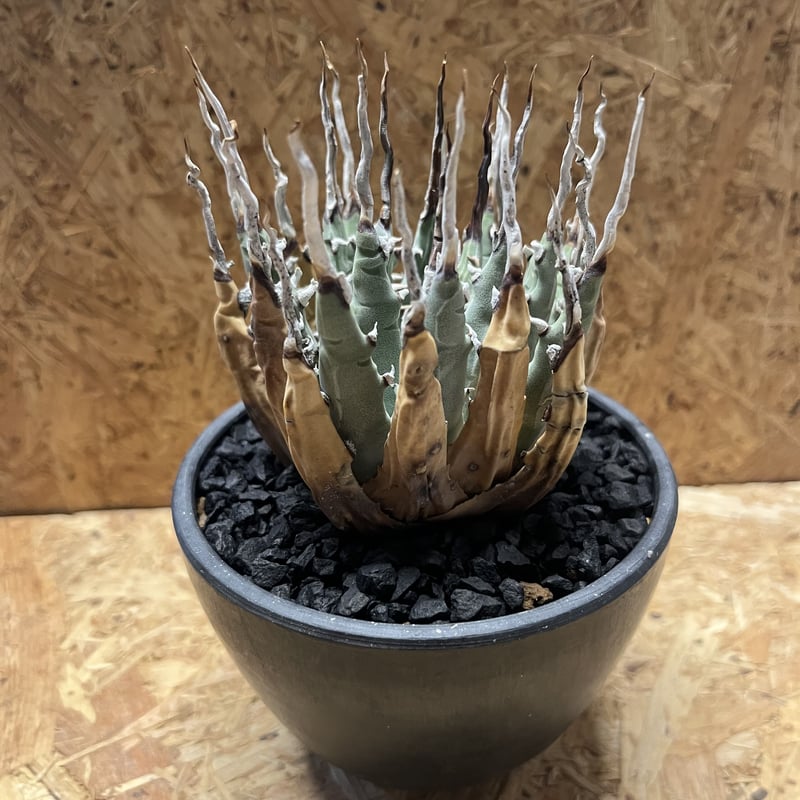 アガべ ユタエンシス エボリスピナ 陽炎 | GREEN LUCK