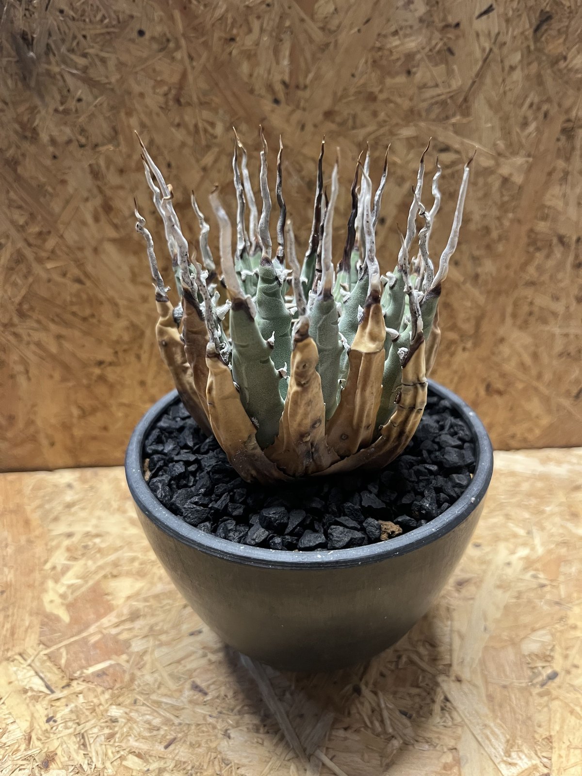 アガべ ユタエンシス エボリスピナ 陽炎 | GREEN LUCK