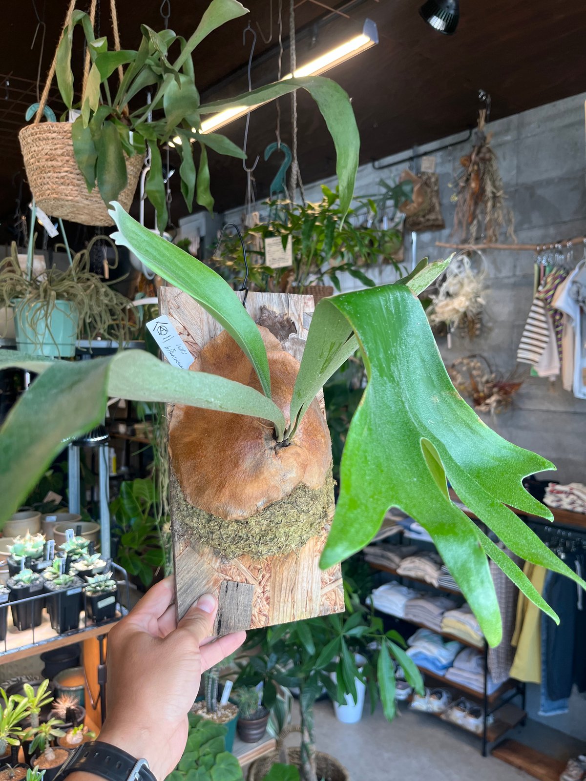 ビカクシダ ヒリー×ビフルカツム | GREEN LUCK