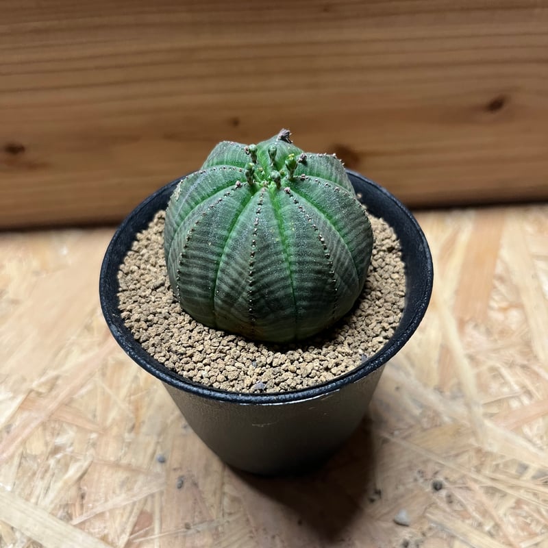 ユーフォルビア オベサ ユーフォルビア・オベサ | Botanical Archive | ユニークな庭の