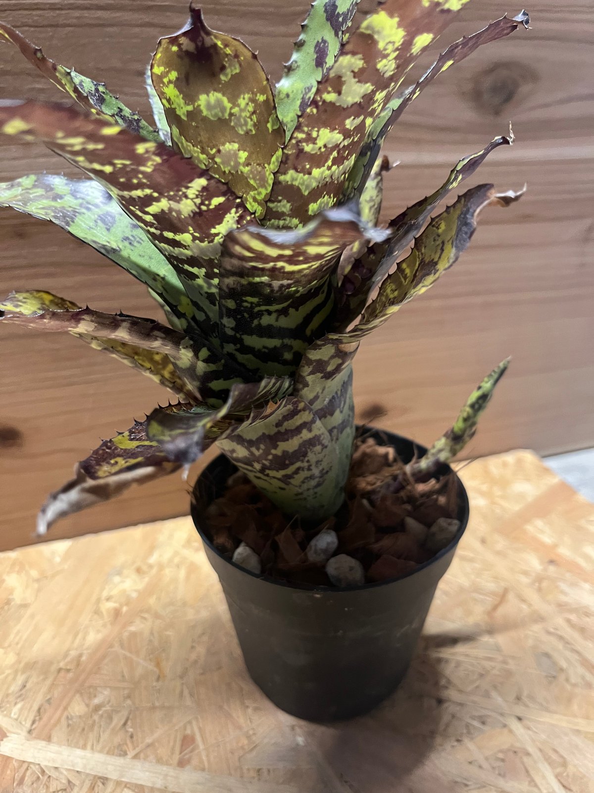 エクメア　コレイア・アラウジョ Aechmea 'Correia-Araujoi' エクメア・'コレイアアラウジョイ' タンク