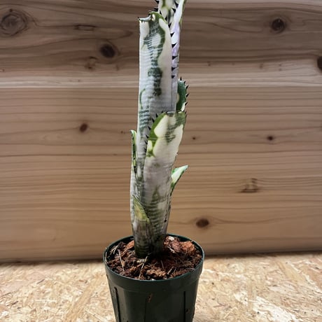 ドミンゴスマルティンス | STORES