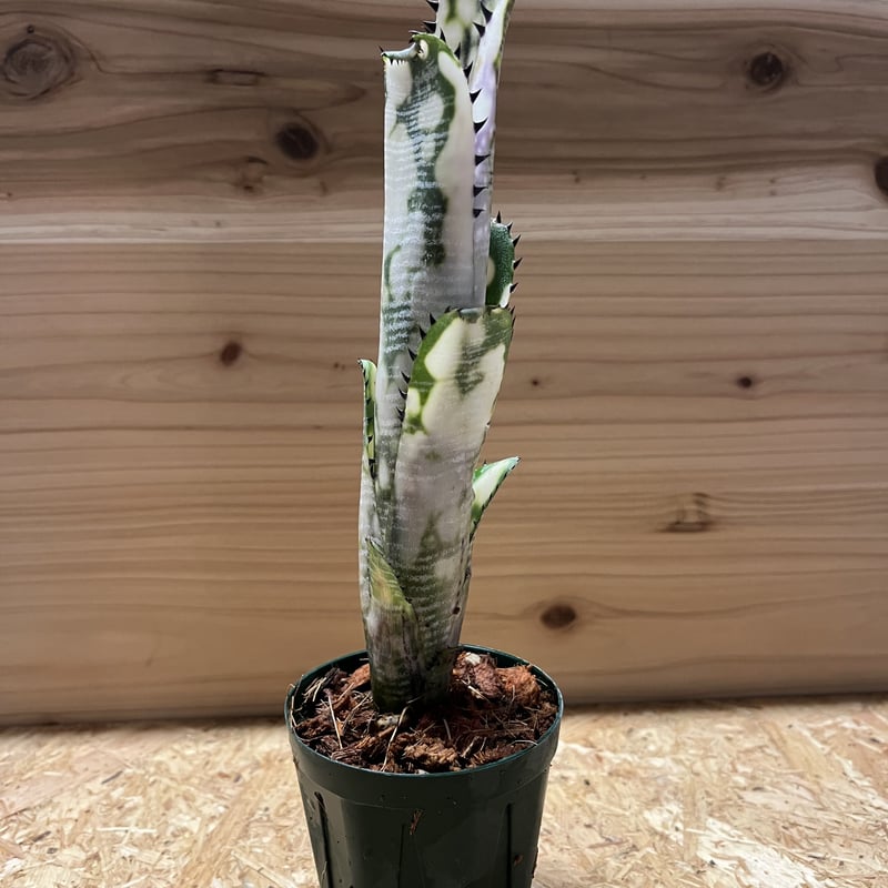 ビルベルギア ドミンゴス マルティンス | GREEN LUCK