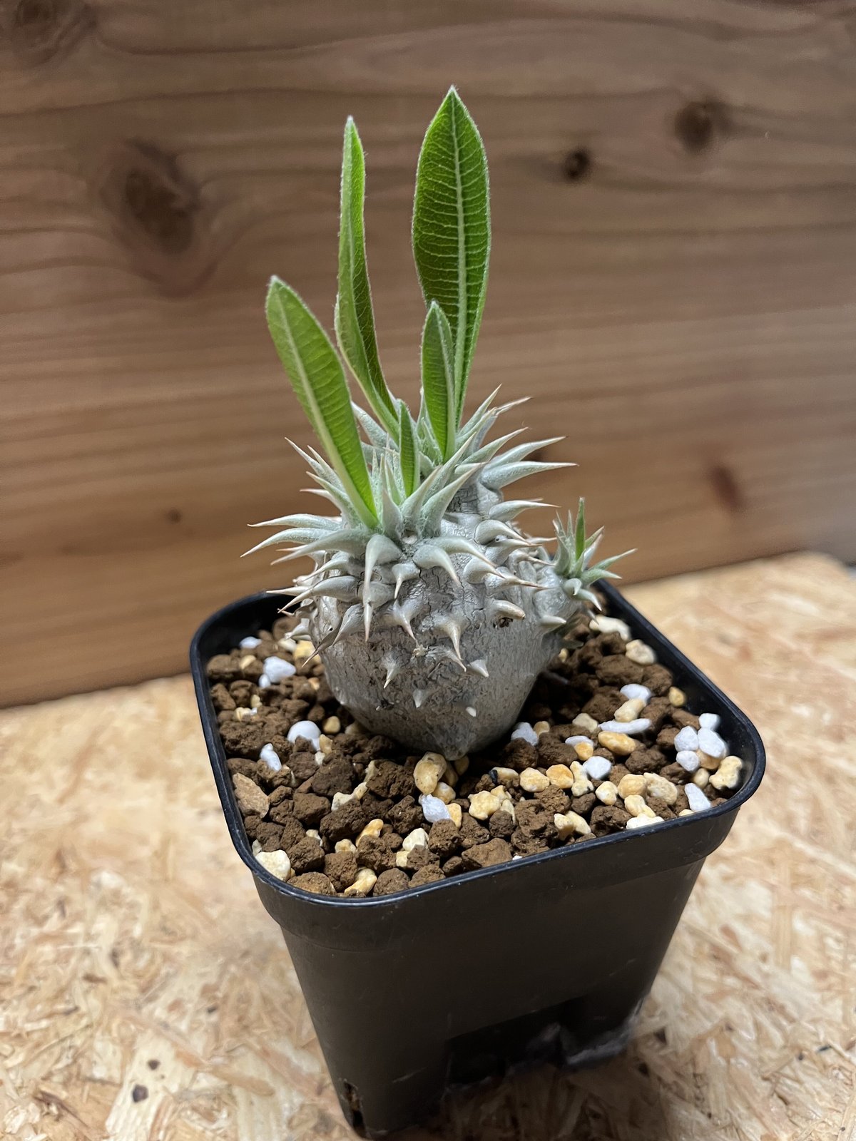 パキポディウム 恵比寿大黒　多頭 パキポディウム 恵比寿大黒 多頭 - メルカリ