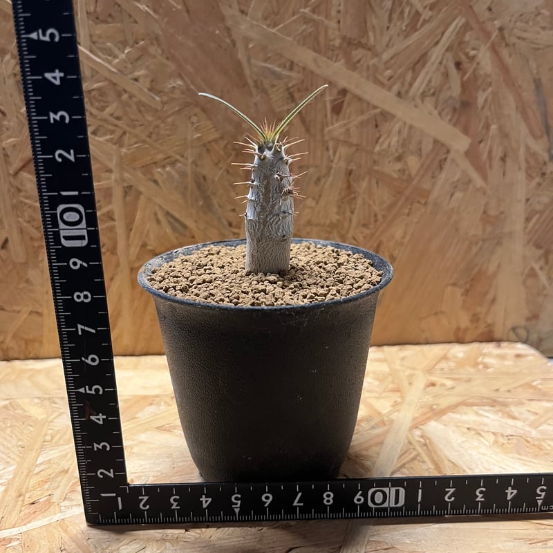 パキポディウム グラキリス | GREEN LUCK