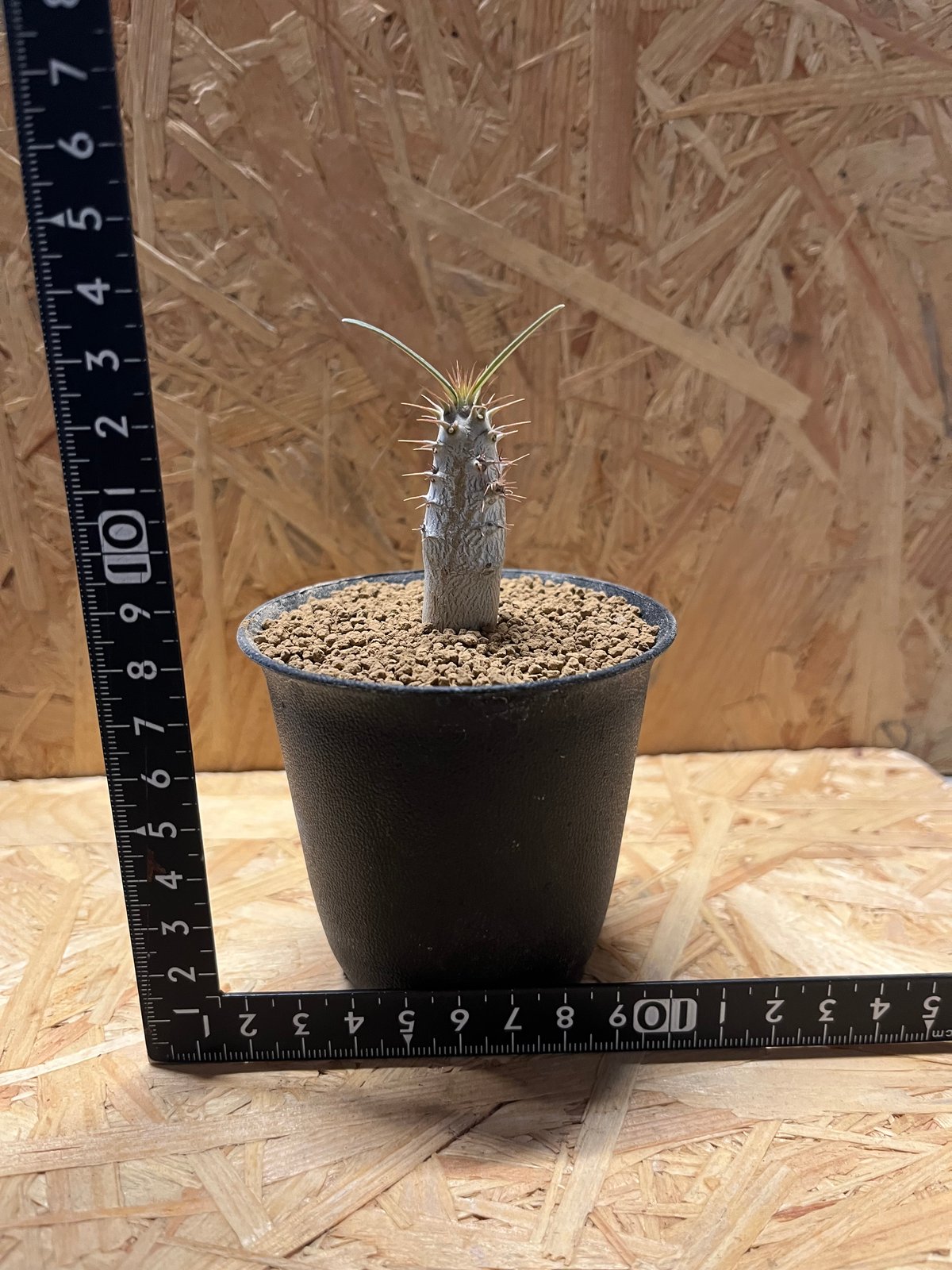 パキポディウム グラキリス | GREEN LUCK