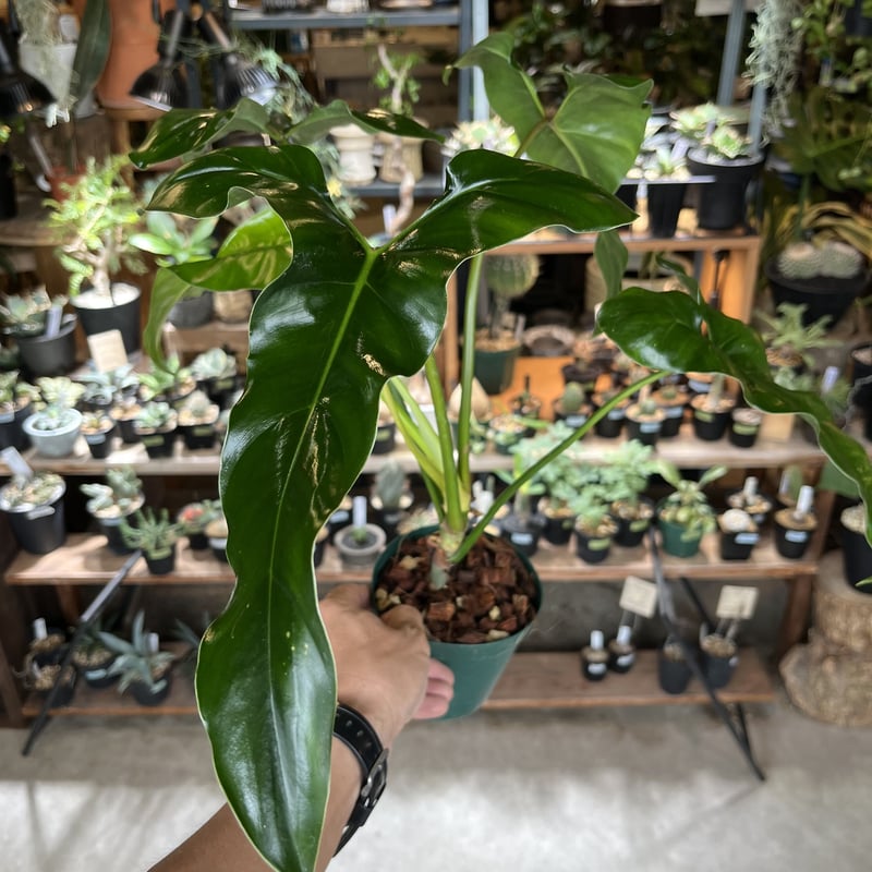 特大 希少品種 フィロデンドロン メキシカナム 6号鉢 葉長50cm超 フィロデンドロン メキシカナム 3.5号 | Green Vibes 宇都宮市の