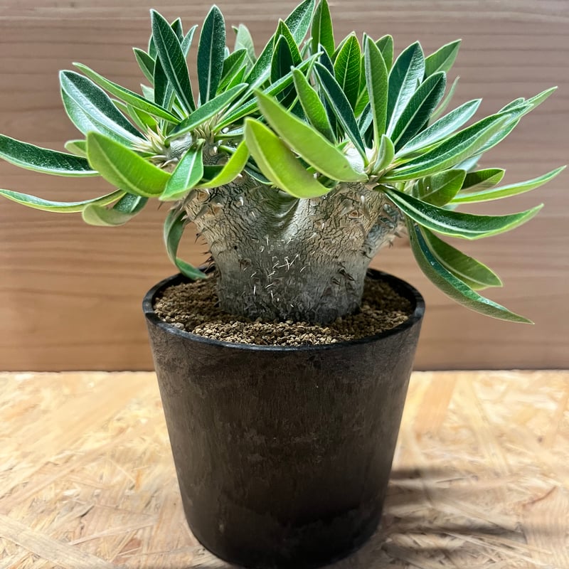 パキポディウム 恵比寿大黒 | GREEN LUCK