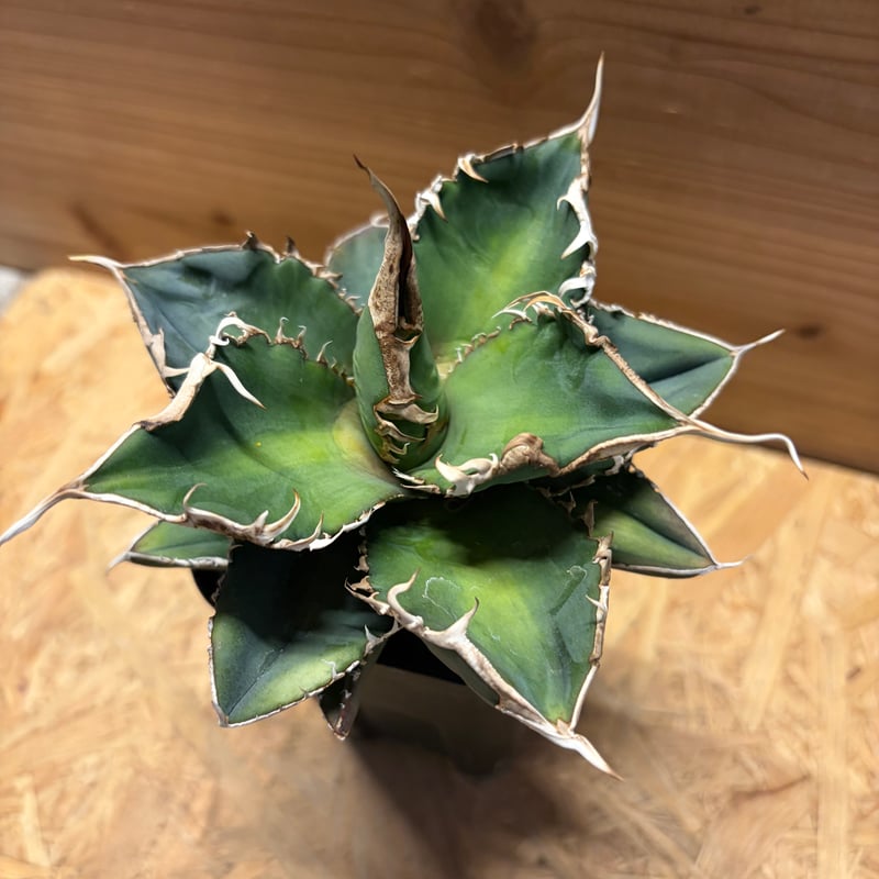 アガベ チタノタ '緑幽霊' | GREEN LUCK