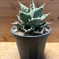 アガベ ユタエンシス エボリスピナ 陽炎 発根済み | GREEN LUCK