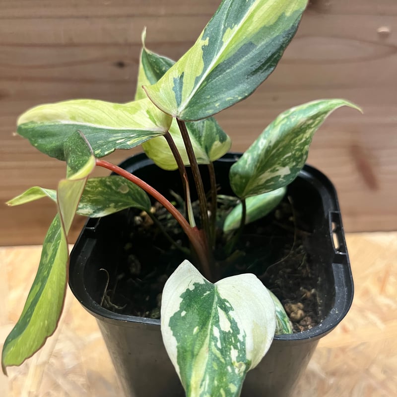 フィロデンドロン グロリーオサム 'トリカラー' | GREEN LUCK