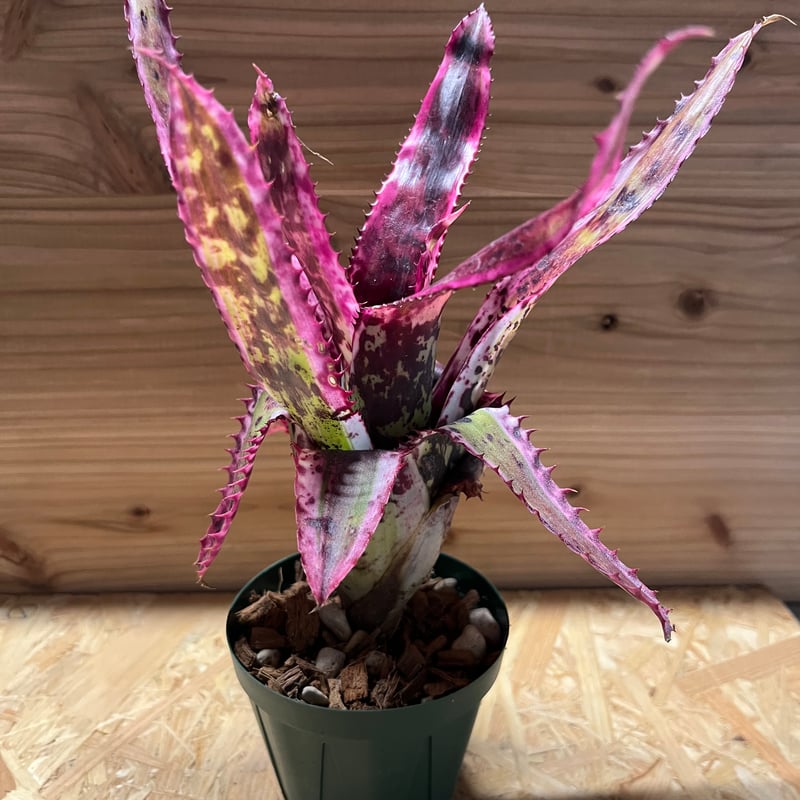 エクメア オーランディアナ エンサイン | GREEN LUCK