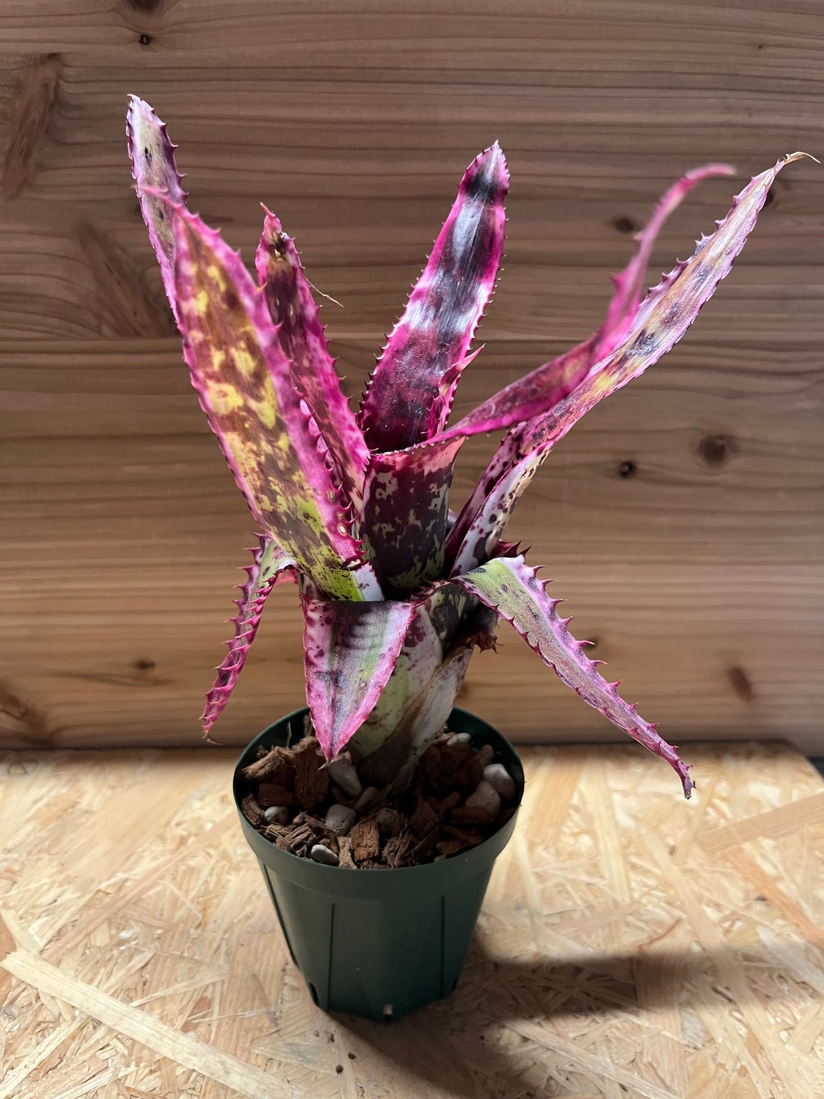 エクメア オーランディアナ エンサイン | GREEN LUCK