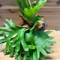 ビカクシダ 風神 | GREEN LUCK