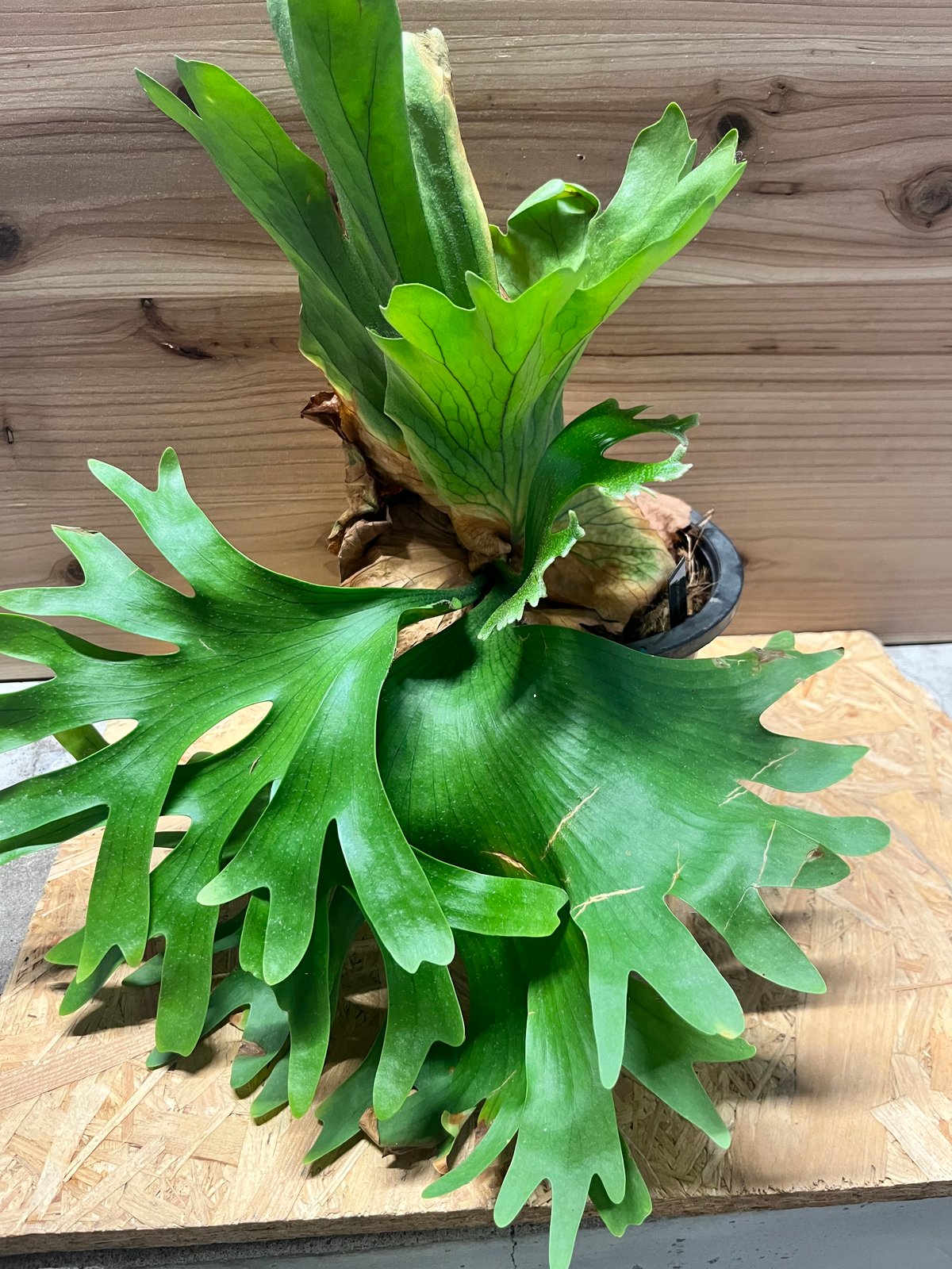 ビカクシダ コロナリウム カーソン | GREEN LUCK