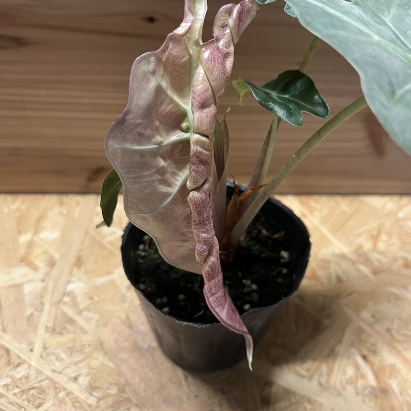 アロカシア アマゾニカ バリエガータ | GREEN LUCK