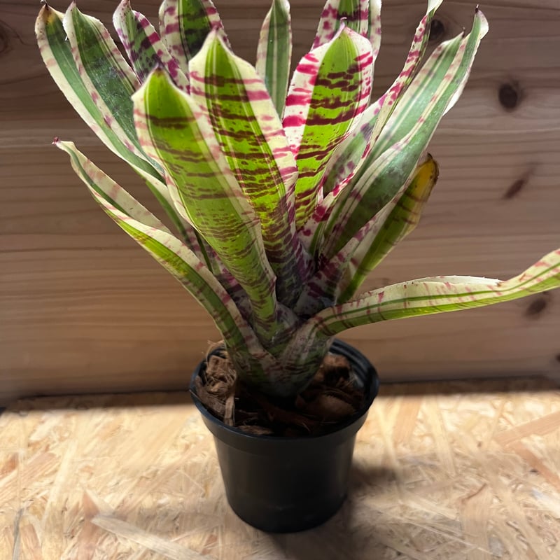 ネオレゲリア ワイルドラビット | GREEN LUCK