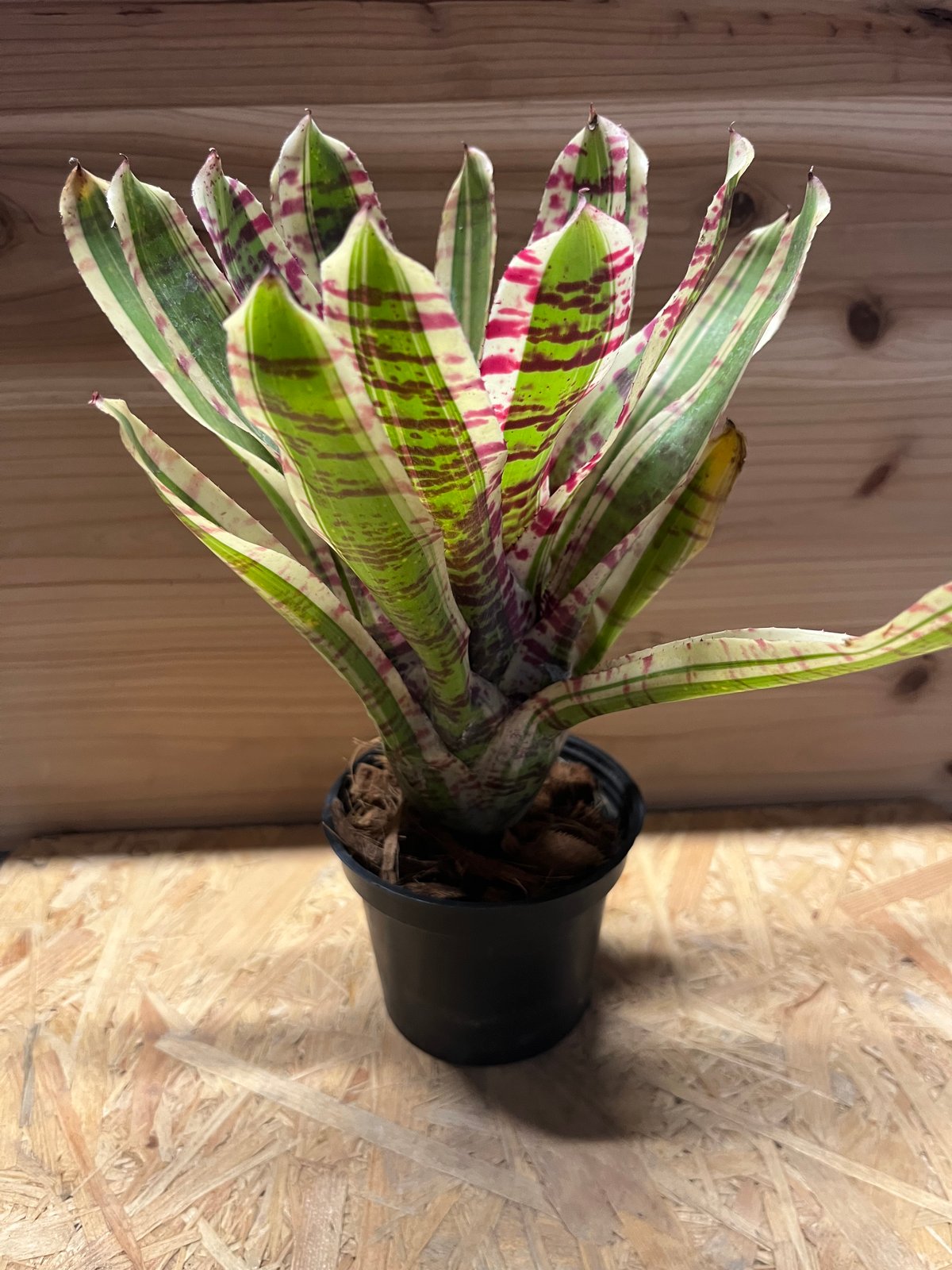 大株 ネオレゲリア ネオレゲリア ワイルドラビット | GREEN LUCK