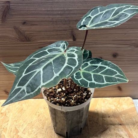 アンスリウム | STORES