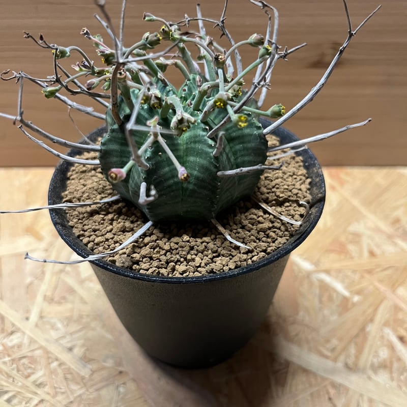 ユーフォルビア スーパーバリダ 雄株 | GREEN LUCK