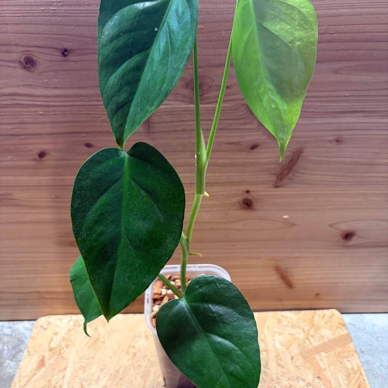 モンステラ　デリシオーサ　シエラナ　オアハカ モンステラ デリシオーサ シエラナ(Monstera deliciosa var.Sierrana