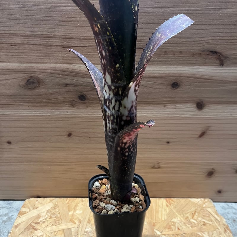 ビルベルギア ミッドナイトサン | GREEN LUCK