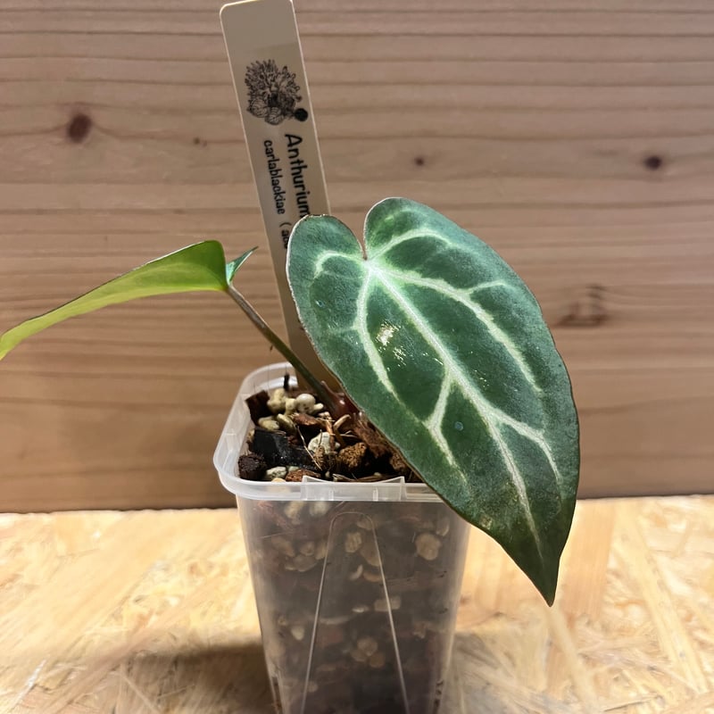 アンスリウム カーラブラッキー ナロー | GREEN LUCK