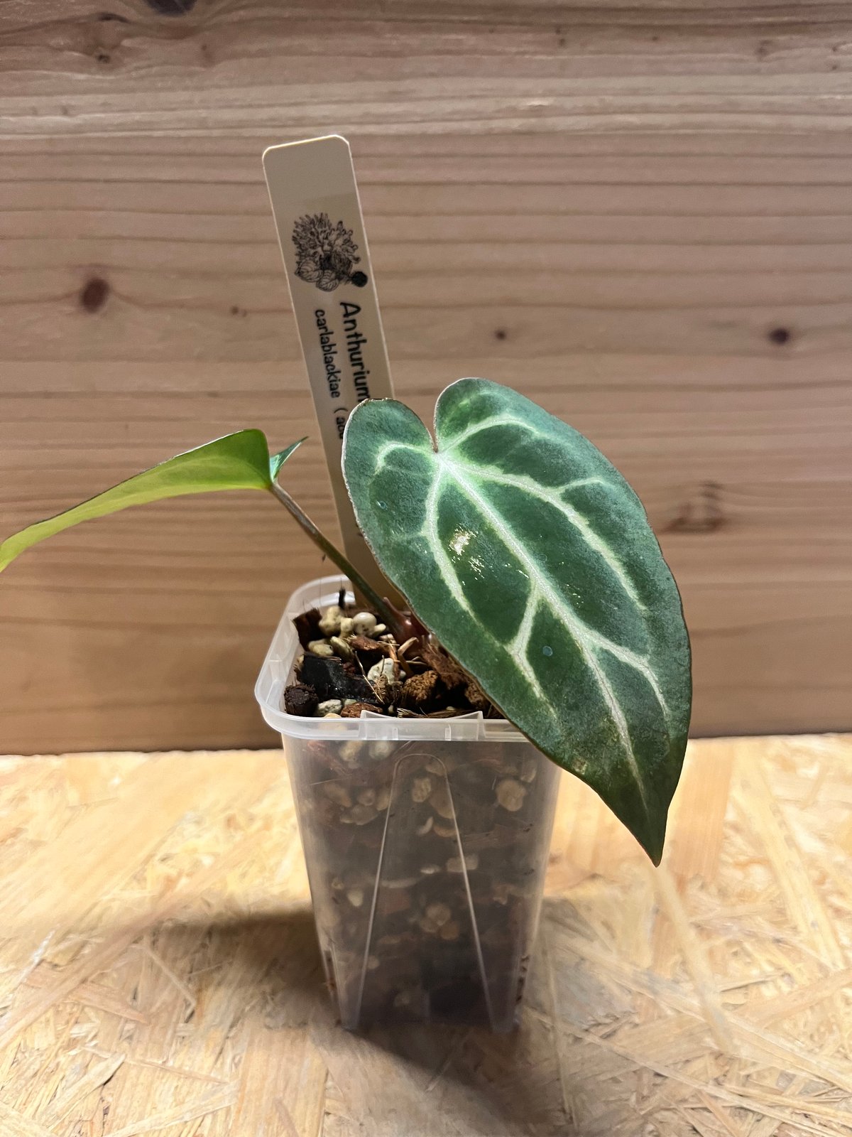 アンスリウム カーラブラッキー ナロー | GREEN LUCK