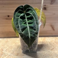 アンスリウム NO ID | GREEN LUCK