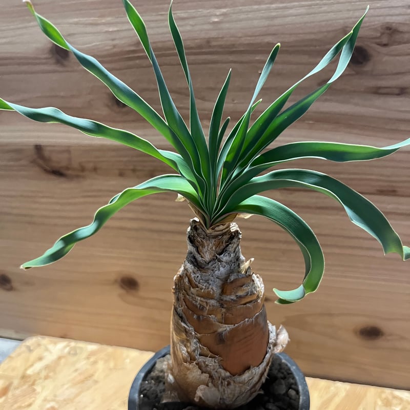 ご*！様 ブーファン ディスティチャ ブーファン ディスティチャ | GREEN LUCK