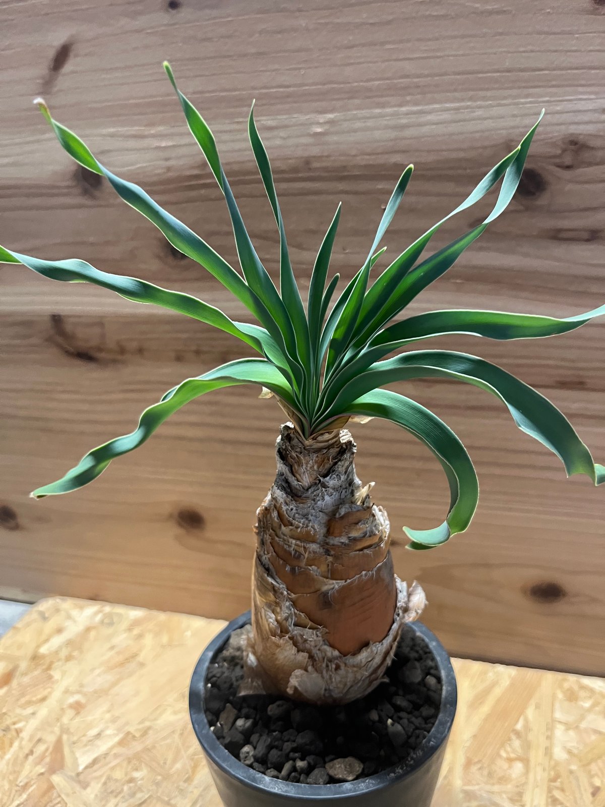 ブーファン ディスティチャ | GREEN LUCK