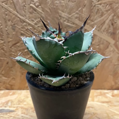 【現品・鉢まま出荷】アガベ チタノタ T-Rex 覇王竜　大株 現品・鉢まま出荷】アガベ チタノタ T-Rex 覇王竜 大株 現品・鉢