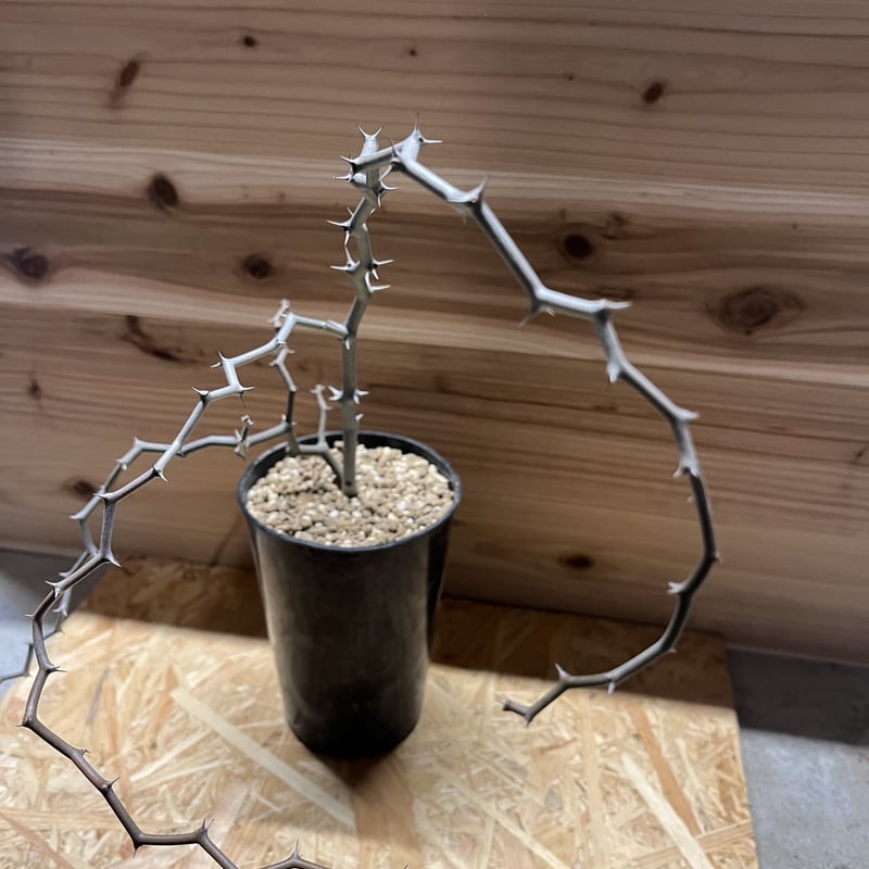 サマーセール！発根済 デカリア マダガスカリエンシス 塊根 ジグザグの木 特大株 デカリア マダガスカリエンシス ジグザグの木 | GREEN LUCK