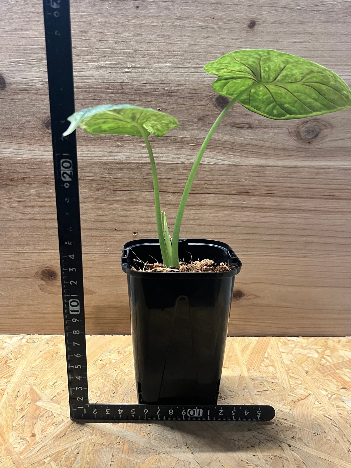 アロカシア ドラゴンスケールミント 6本セット DragonScale mint Alocasia Dragon Scale mint variegated アロカシアドラゴン