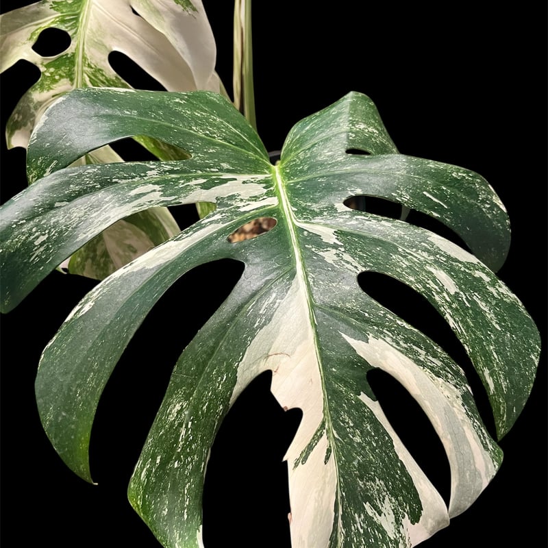 ワタル　モンステラ50 斑入　ホワイトスノー　デリシオーサ　葉付き発根済 ワタル様専用 モンステラ50 斑入 ホワイトスノー デリシオーサ
