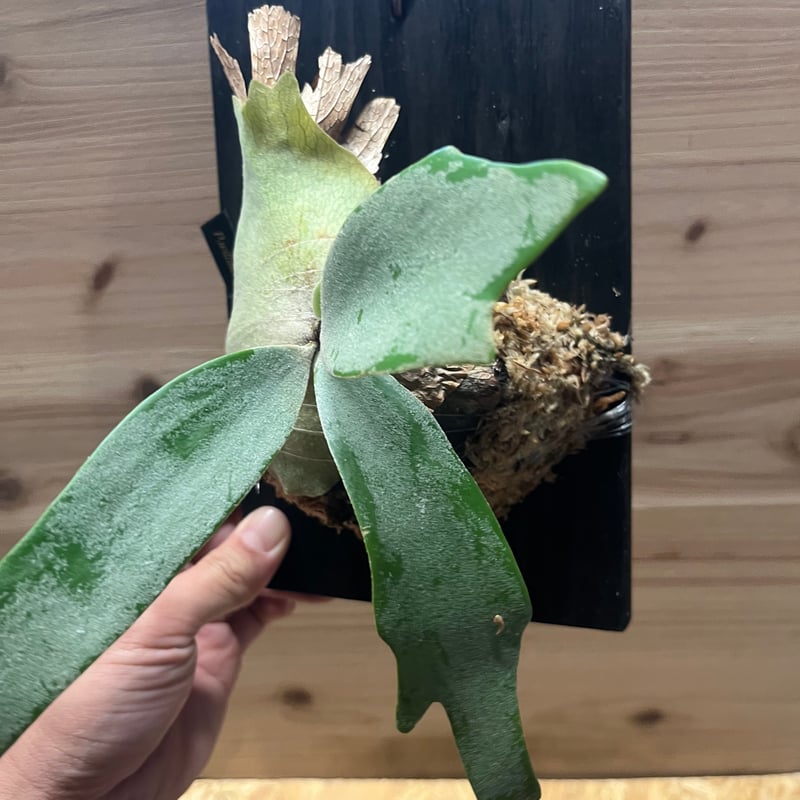 ビカクシダ ウィリンキー セーラージュピター | GREEN LUCK