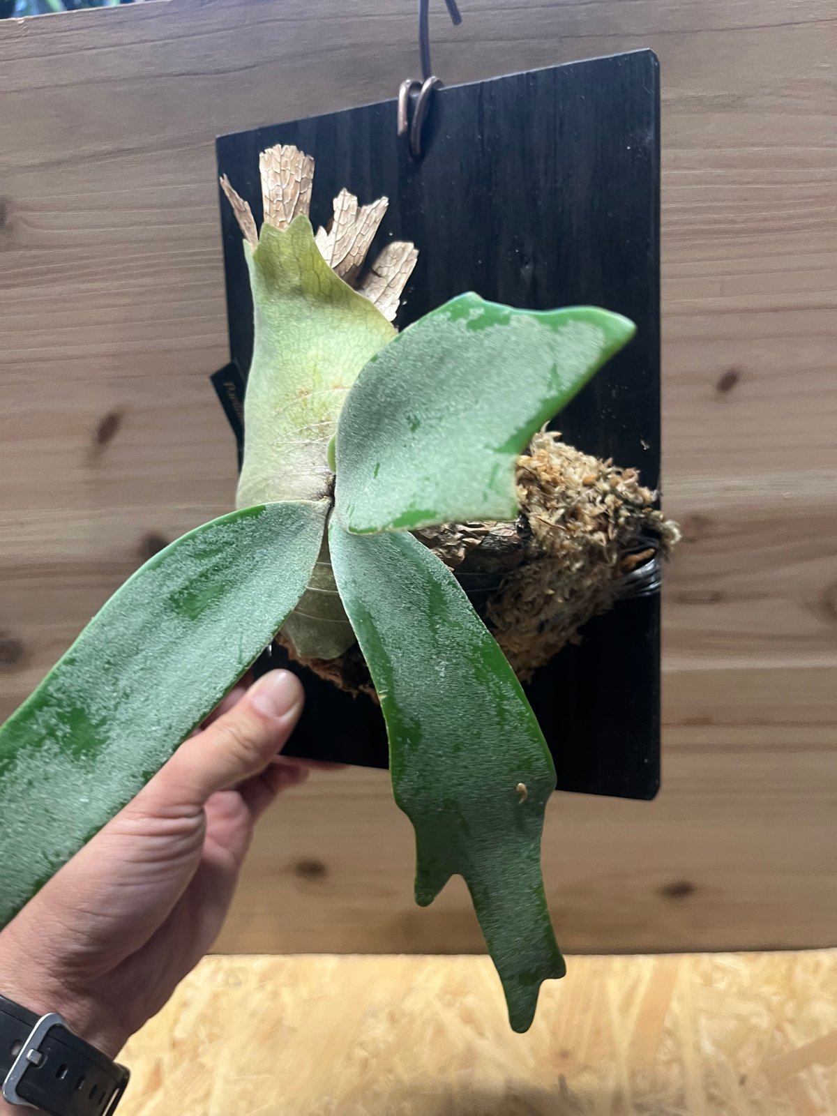 ビカクシダ ウィリンキー セーラーマーズ oc ビカクシダ ウィリンキー セーラーマーズ oc ビカクシダ ウィリンキー