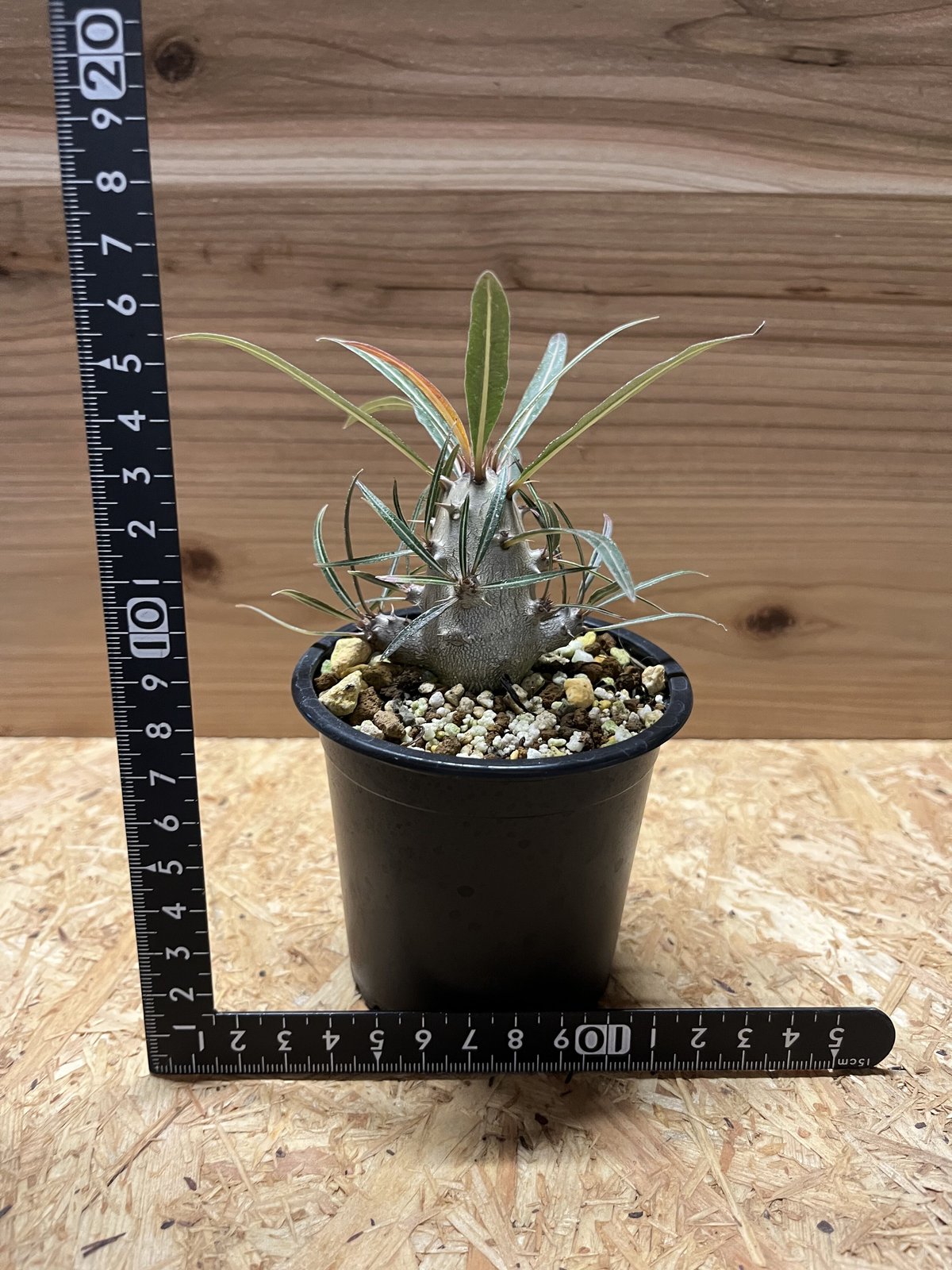 パキポディウム カクチペス | GREEN LUCK