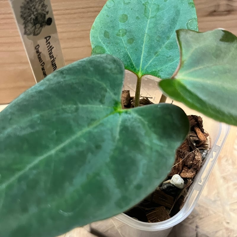 アンスリウム ダーケストパナマ×ソウルリーパー | GREEN LUCK